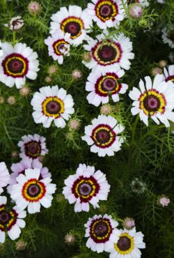 Chrysanthemum Cockade LAH 2025 web _DSF6660 scaled