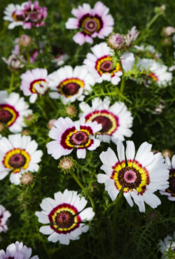Chrysanthemum Cockade LAH 2025 web _DSF6662 scaled