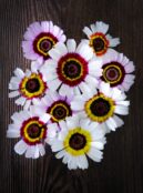 Chrysanthemum Cockade LAH 2025 web_DSF6838 scaled