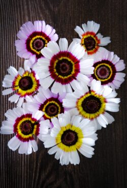 Chrysanthemum Cockade LAH 2025 web_DSF6838 scaled