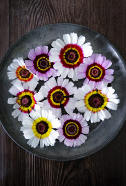 Chrysanthemum Cockade LAH 2025 web_DSF6841 scaled