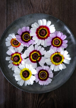 Chrysanthemum Cockade LAH 2025 web_DSF6841 scaled