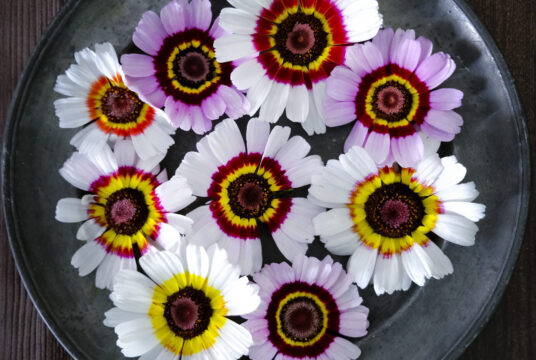 Chrysanthemum Cockade LAH 2025 web_DSF6841 scaled