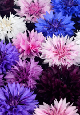 Cornflower Polka Dots web _1850643652 scaled