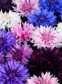 Cornflower Polka Dots_1850643652 scaled