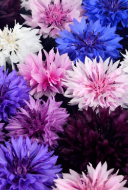 Cornflower Polka Dots_1850643652 scaled