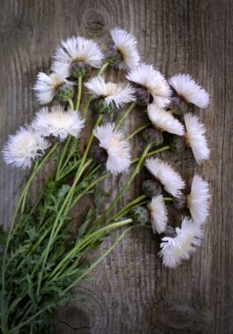 Cornflower The Bride LAH 2025 web _DSF6326 scaled