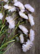 Cornflower The Bride LAH 2025 web 2 _DSF6326 scaled