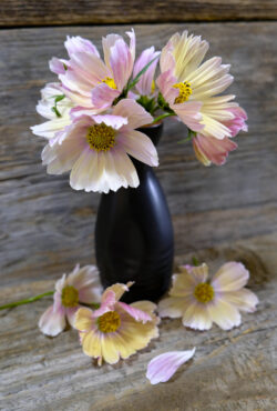 Cosmos Apricot Lemonade LAH 2025 web _DSF5325 scaled