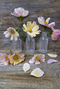 Cosmos Apricot Lemonade LAH 2025 web _DSF5327 scaled