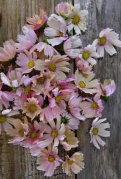 Cosmos Apricot Lemonade LAH 2025 web _DSF5461 scaled