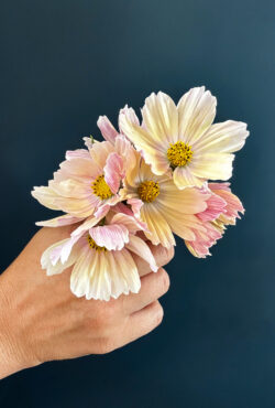 Cosmos Apricot Lemonade LAH 2025 web IMG_1640