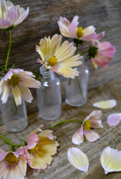 Cosmos Apricot Lemonade LAH 2025 web_DSF5328 scaled