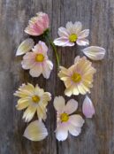 Cosmos Apricot Lemonade LAH 2025 web_DSF5334 scaled