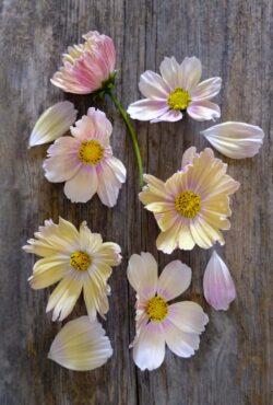 Cosmos Apricot Lemonade LAH 2025 web_DSF5334 scaled