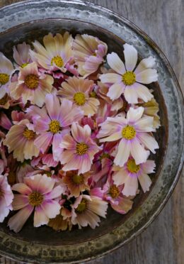 Cosmos Apricot Lemonade LAH 2025 web_DSF5454 scaled