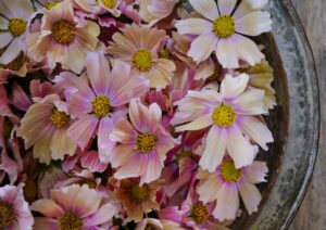 Cosmos Apricot Lemonade flower in bloom