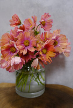 Cosmos Apricotta LAH 2025 web_DSF5450 scaled