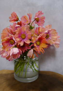 Cosmos Apricotta LAH 2025 web_DSF5450 scaled