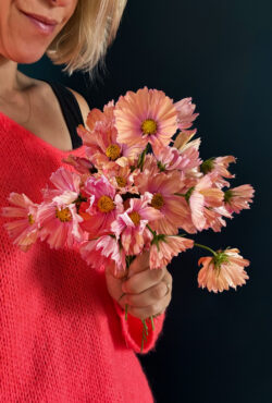 Cosmos Apricotta LAH 2025 web IMG_1729 scaled