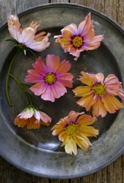 Cosmos Apricotta LAH 2025 web _DSF5192 scaled