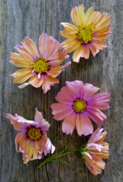 Cosmos Apricotta LAH 2025 web _DSF5187 scaled