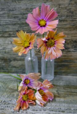 Cosmos Apricotta LAH 2025 web _DSF5184 scaled