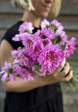 Cosmos Rose Bonbon LAH 2025 web IMG_3045 scaled