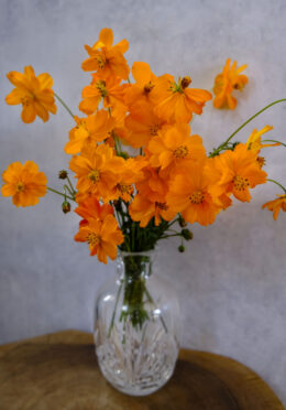 Cosmos Tango LAH 2025 web _DSF7431 scaled