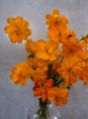 Cosmos Tango LAH 2025 web _DSF7429 scaled