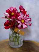 Cosmos Velouette LAH 2025 web _DSF5416 scaled