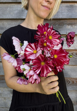 Cosmos Velouette LAH 2025 web IMG_2247 scaled