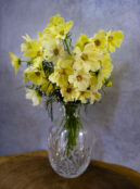 Cosmos Xanthos LAH 2025 web _DSF6318 scaled