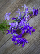 Delphinium 'Blue Spire' with tall deep-blue flower spikes
