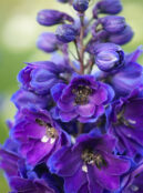 Delphinium Blue Spire web _668970109 scaled