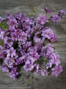 Delphinium Misty Lavender LAH 2025 web _DSF6313 scaled