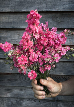 Delphinium Rose Queen LAH 2025 web IMG_2300 scaled