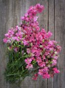 Delphinium Rose Queen LAH 2025 web _DSF6364 1 scaled