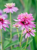 Echinacea Double Decker web_2478225459 scaled