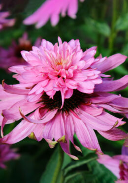 Echinacea Double Decker web_2662382835 scaled