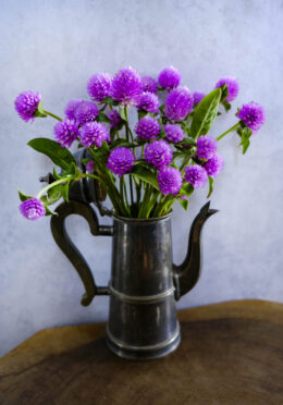 Gomphrena Lavender Lady LAH 2025 web _DSF7466 scaled