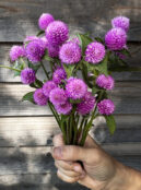 Gomphrena Lavender Lady LAH 2025 web IMG_2952