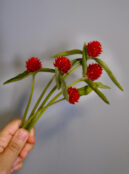 Gomphrena Strawberry Fair LAH 2025 web _DSF6822 scaled