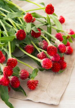 Gomphrena Strawberry Fair LAH 2025 web _517887817 scaled