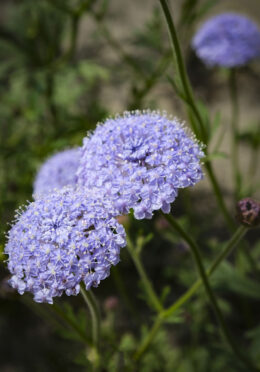 Lace Flower Blue Lace LAH 2025 web _DSF6656 scaled