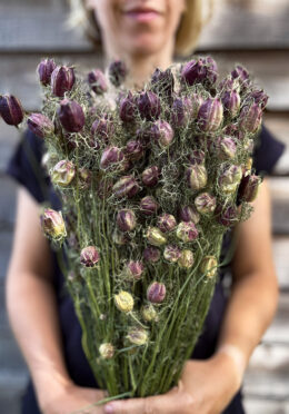Nigella Black Pod LAH 2025 web IMG_3243 scaled
