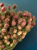 Nigella Black Pod LAH 2025 web_DSF7917 scaled