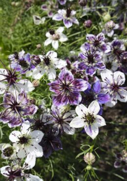 Nigella Delft Blue LAH 2025 web _DSF6732 scaled