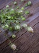 Nigella Delft Blue LAH 2025 web_DSF7648 scaled