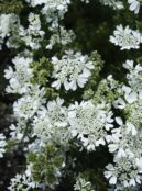 Orlaya Grandiflora White Lace LAH 2025 web _DSF6743 scaled